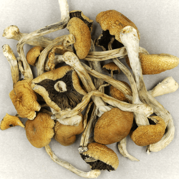 Cambodian Psilocybe Cubensis | Canada Wide Weed Shop