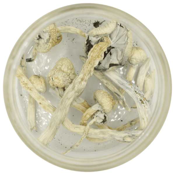 Great White Monster Cubensis | Canada Wide Weed Shop