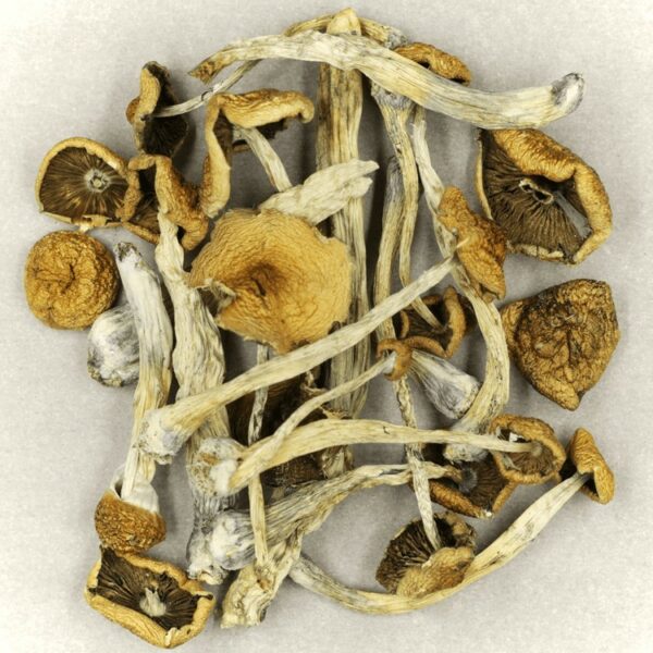 Psilocybe Cubensis Mexicana | Canada Wide Weed Shop