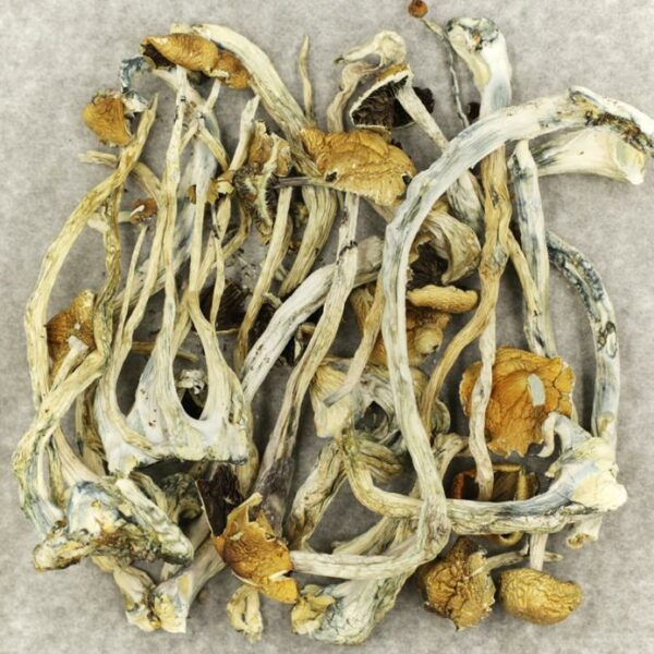 Amazonian Cubensis | Canada Wide Weed Shop