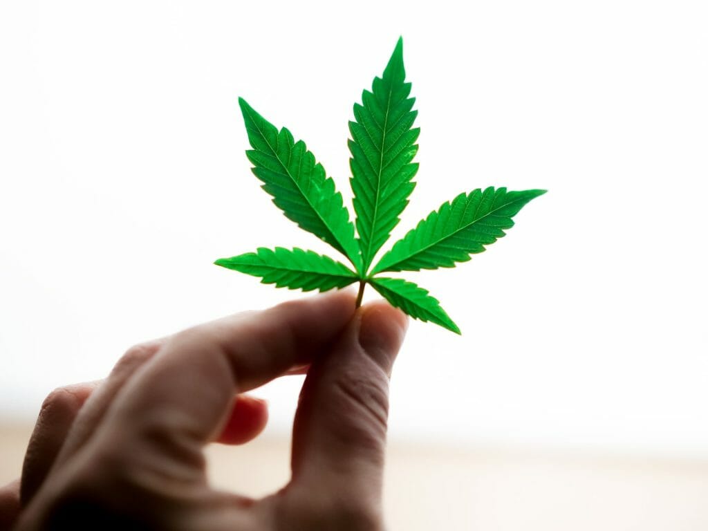 Popular Strains In Canada | Canada Wide Weed Shop