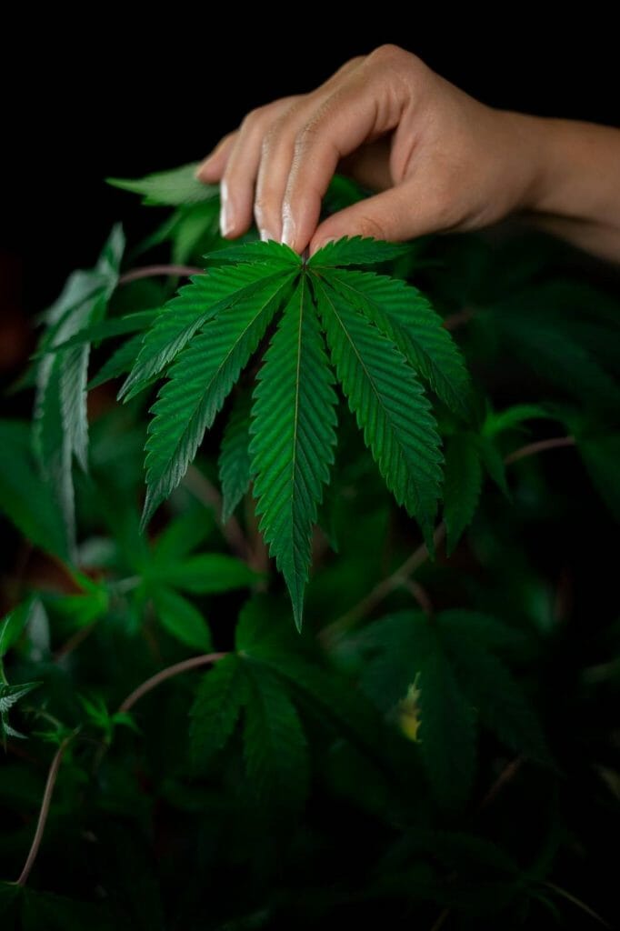 Best dispensaries in Canada - Canada Wide Weed Shop