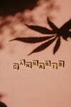 cannabis weed | Canada Wide Weed Shop