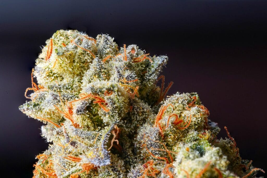 Weed Delivery Canada_ Top Hybrid Selection | Canada Wide Weed Shop
