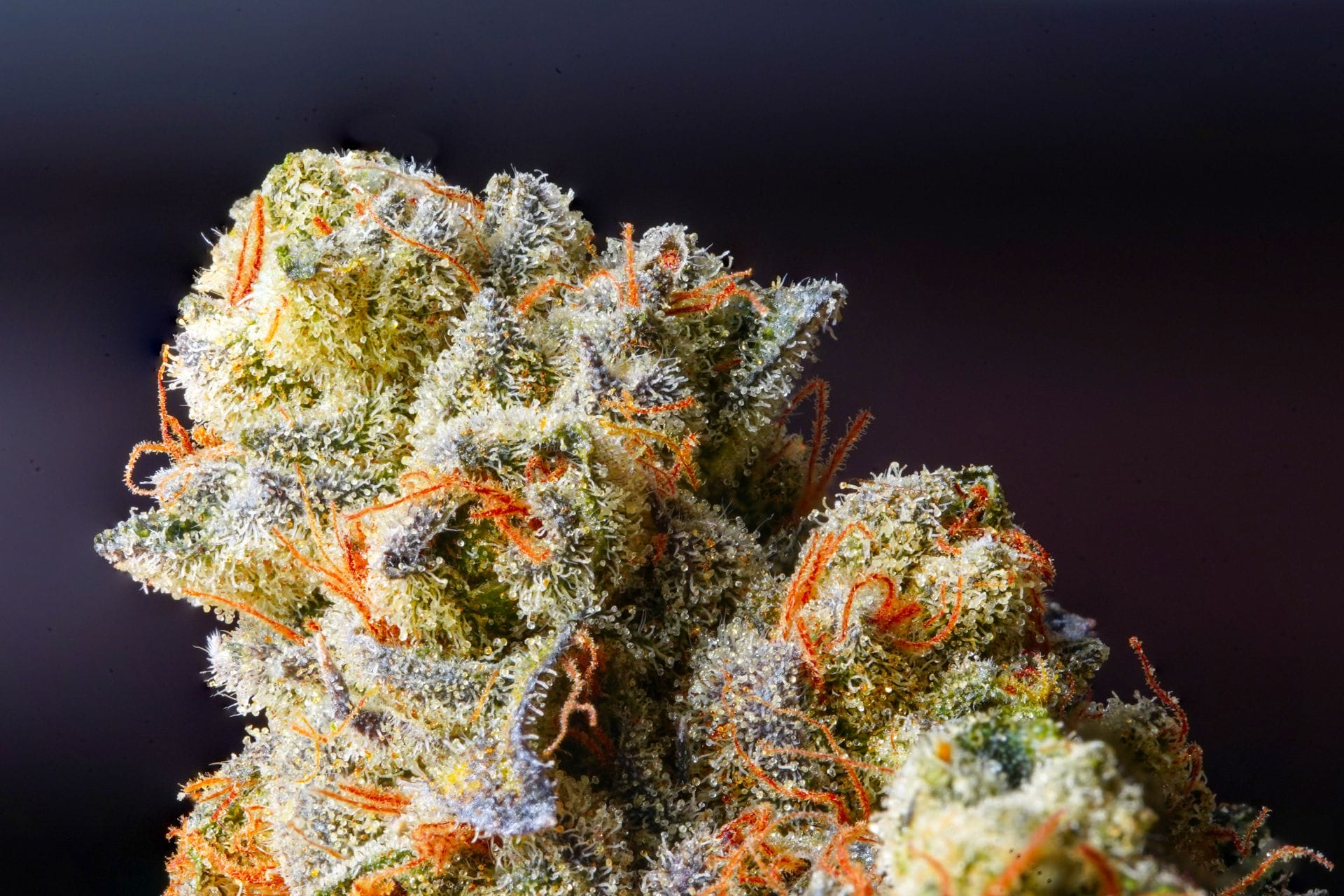 Weed Delivery Canada_ Top Hybrid Selection | Canada Wide Weed Shop