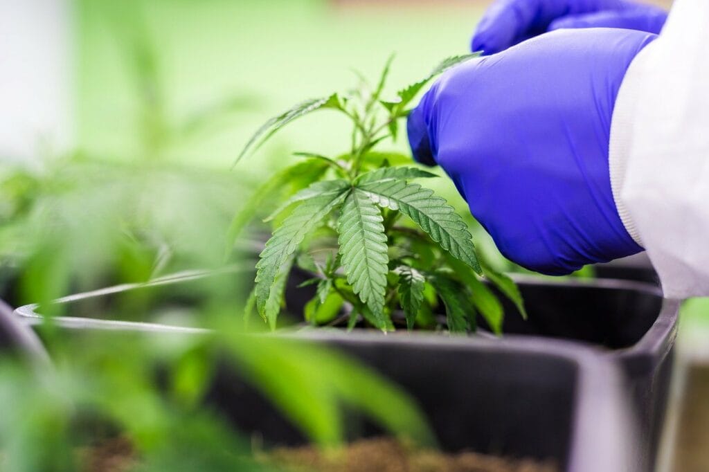 Buy cannabis online | Canada Wide Weed Shop