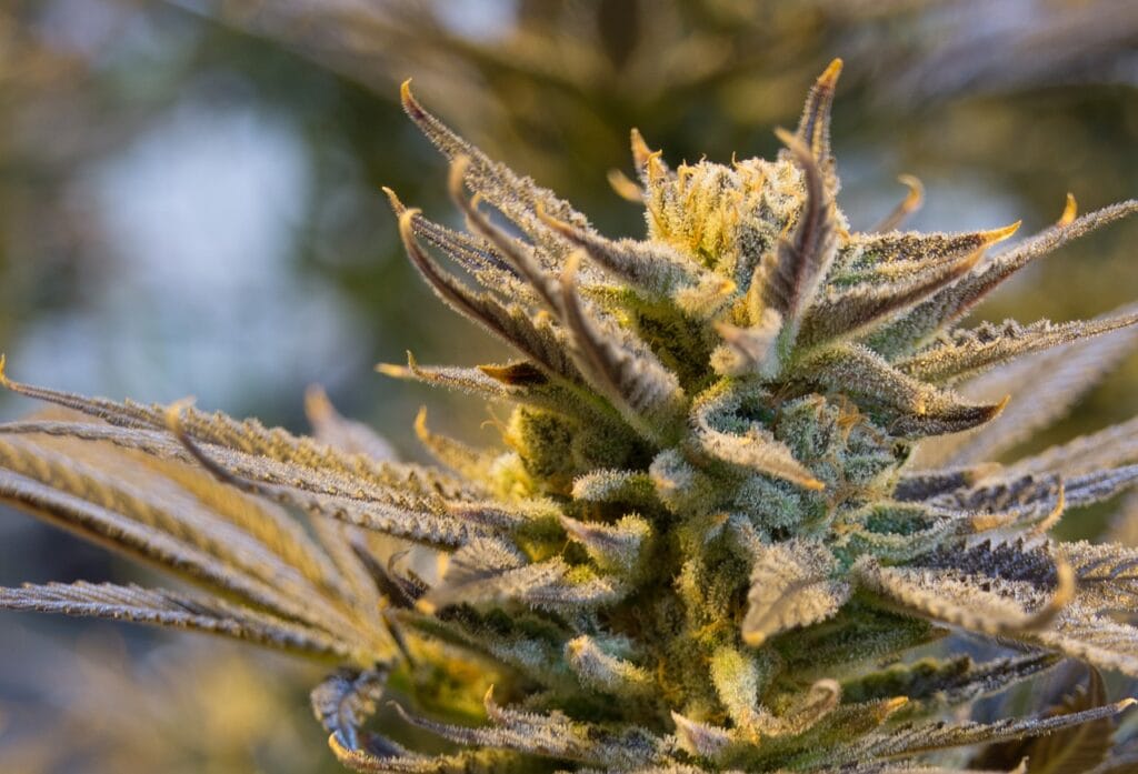 buy indica flower online in Canada | Canada Wide Weed Shop