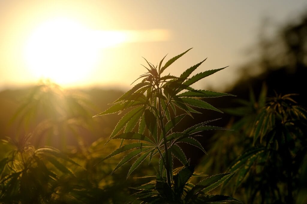 Buy indica flower online | Canada Wide Weed Shop